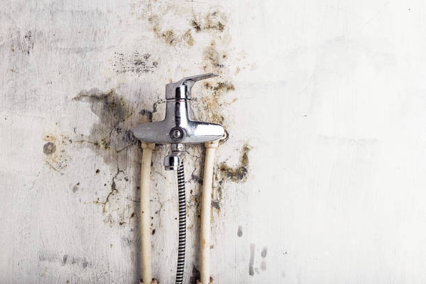 Best Mold Removal Company Near Me  in Woodlake, CA