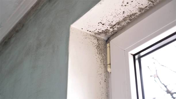 Best Mold Remediation  in Woodlake, CA