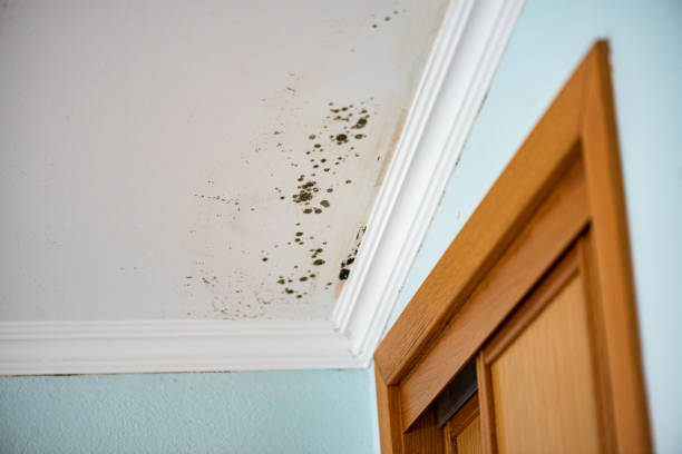 Best Same-Day Mold Removal  in Woodlake, CA