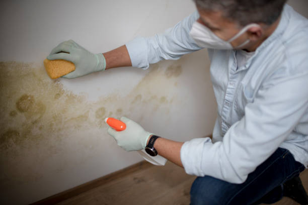 Best Black Mold Removal  in Woodlake, CA