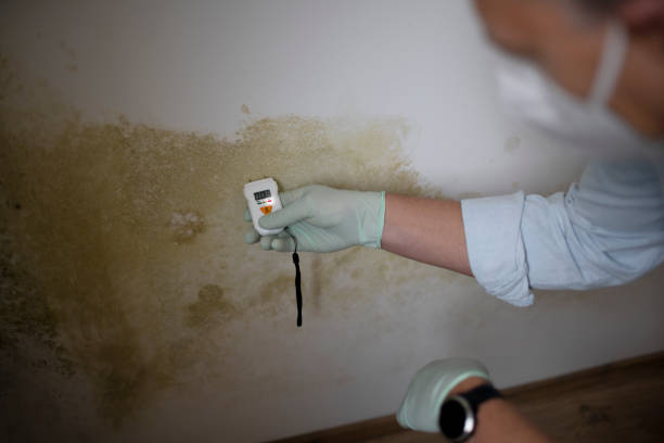 Best Same-Day Mold Removal  in Woodlake, CA