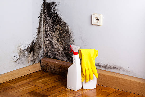 Best Mold Damage Repair  in Woodlake, CA