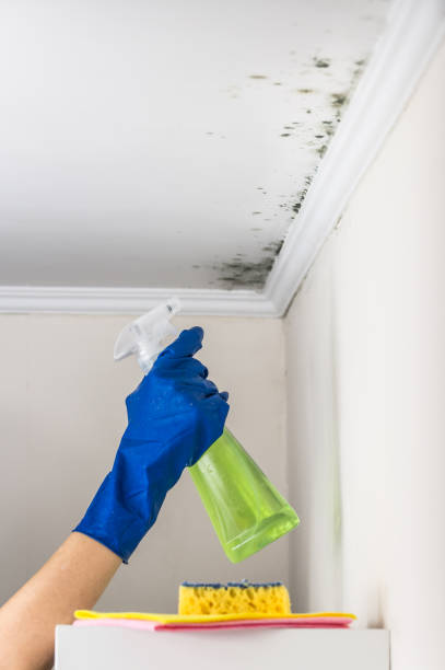 Best Emergency Mold Removal  in Woodlake, CA