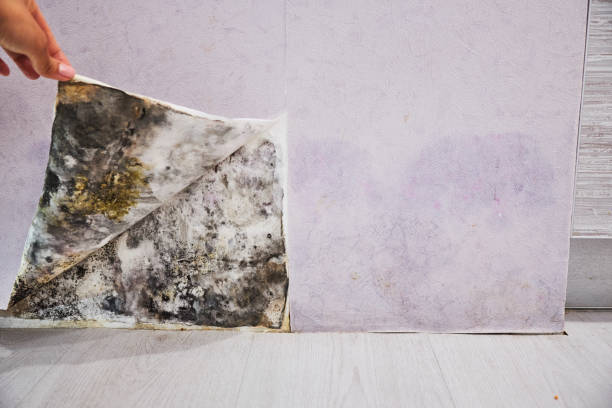 Reliable Woodlake, CA Mold Removal Solutions